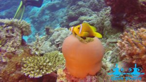 Critters in Maafushi