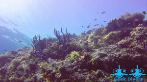 Coral reef in Maafushi