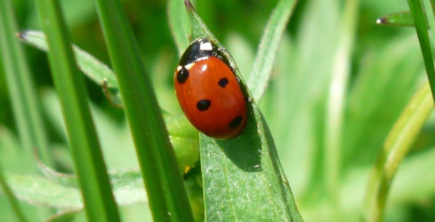 ladybug-54311_1920-1920x1200